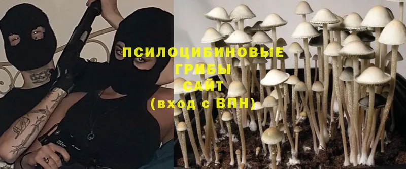 Галлюциногенные грибы Psilocybe  Асино 